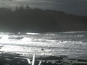 ./images/calvert/beach/20161116/beach20161116_122501.jpg