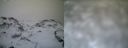 ./images/calvert/buxton1/20161231/buxton120161231_110542.jpg