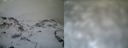 ./images/calvert/buxton1/20161231/buxton120161231_111042.jpg