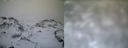 ./images/calvert/buxton1/20161231/buxton120161231_114542.jpg