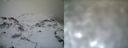 ./images/calvert/buxton1/20161231/buxton120161231_130542.jpg