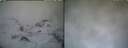 ./images/calvert/buxton1/20250316/buxton120250316_185509M.jpg