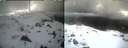 ./images/calvert/buxton1/20250317/buxton120250317_131509M.jpg