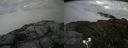 ./images/calvert/buxton2/20170821/buxton220170821_193344M.jpg