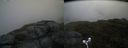 ./images/calvert/buxton2/20180614/buxton220180614_132459M.jpg
