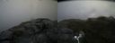 ./images/calvert/buxton2/20180630/buxton220180630_144458M.jpg