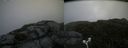 ./images/calvert/buxton2/20180707/buxton220180707_135957M.jpg