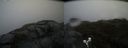 ./images/calvert/buxton2/20190422/buxton220190422_135957M.jpg