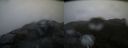 ./images/calvert/buxton2/20200525/buxton220200525_055003M.jpg