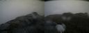 ./images/calvert/buxton2/20200525/buxton220200525_064003M.jpg