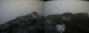 ./images/calvert/buxton2/20200525/buxton220200525_064503M.jpg