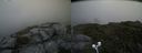 ./images/calvert/buxton2/20200725/buxton220200725_110503M.jpg