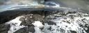 ./images/calvert/buxton2/20210306/buxton220210306_164003M.jpg