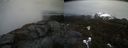 ./images/calvert/buxton2/20210423/buxton220210423_161003M.jpg