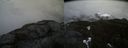 ./images/calvert/buxton2/20210423/buxton220210423_171504M.jpg
