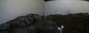 ./images/calvert/buxton2/20210511/buxton220210511_154503M.jpg