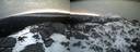 ./images/calvert/buxton2/20220406/buxton220220406_064003M.jpg