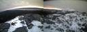 ./images/calvert/buxton2/20220406/buxton220220406_064503M.jpg
