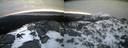 ./images/calvert/buxton2/20220406/buxton220220406_065003M.jpg