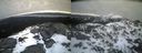 ./images/calvert/buxton2/20220406/buxton220220406_071503M.jpg