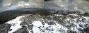 ./images/calvert/buxton2/20220419/buxton220220419_160503M.jpg