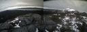 ./images/calvert/buxton2/20220420/buxton220220420_170502M.jpg