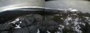 ./images/calvert/buxton2/20220420/buxton220220420_171502M.jpg