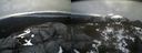 ./images/calvert/buxton2/20220420/buxton220220420_180502M.jpg
