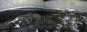 ./images/calvert/buxton2/20220420/buxton220220420_181002M.jpg