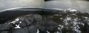 ./images/calvert/buxton2/20220420/buxton220220420_182502M.jpg