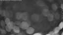 ./images/calvert/fitz-hugh-hecate/20250428/fitz-hugh-hecate20250428_053508M.jpg