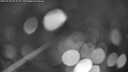 ./images/calvert/fitz-hugh-hecate/20250428/fitz-hugh-hecate20250428_055009M.jpg