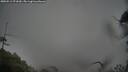 ./images/calvert/fitz-hugh-hecate/20250511/fitz-hugh-hecate20250511_071010M.jpg