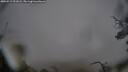 ./images/calvert/fitz-hugh-hecate/20250515/fitz-hugh-hecate20250515_091008M.jpg