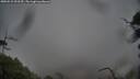 ./images/calvert/fitz-hugh-hecate/20250515/fitz-hugh-hecate20250515_092509M.jpg