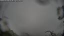 ./images/calvert/fitz-hugh-hecate/20250521/fitz-hugh-hecate20250521_093510M.jpg