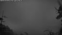 ./images/calvert/fitz-hugh-hecate/20250525/fitz-hugh-hecate20250525_045508M.jpg