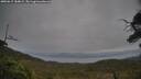 ./images/calvert/fitz-hugh-hecate/20250615/fitz-hugh-hecate20250615_184009M.jpg