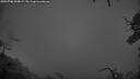 ./images/calvert/fitz-hugh-hecate/20250708/fitz-hugh-hecate20250708_050009M.jpg