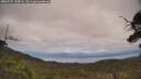 ./images/calvert/fitz-hugh-hecate/20250727/fitz-hugh-hecate20250727_144008M.jpg