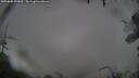 ./images/calvert/fitz-hugh-hecate/20250805/fitz-hugh-hecate20250805_093012M.jpg