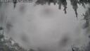 ./images/calvert/fitz-hugh-hecate/20260309/fitz-hugh-hecate20260309_132501M.jpg