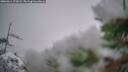 ./images/calvert/fitz-hugh-hecate/20260311/fitz-hugh-hecate20260311_172001M.jpg
