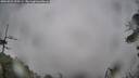 ./images/calvert/fitz-hugh-hecate/20260524/fitz-hugh-hecate20260524_115501M.jpg