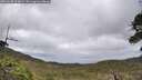 ./images/calvert/fitz-hugh-hecate/20260530/fitz-hugh-hecate20260530_114001M.jpg