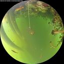 ./images/calvert/underwater/20260520/underwater20260520_185001M.jpg
