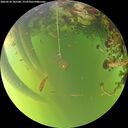 ./images/calvert/underwater/20260520/underwater20260520_185501M.jpg