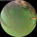 ./images/calvert/underwater/20260520/underwater20260520_200501M.jpg