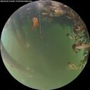 ./images/calvert/underwater/20260520/underwater20260520_211001M.jpg
