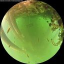 ./images/calvert/underwater/20260521/underwater20260521_072501M.jpg